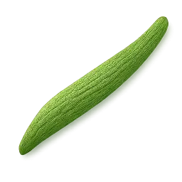 Snake Gourd