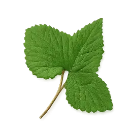 Stinging Nettle Leaf