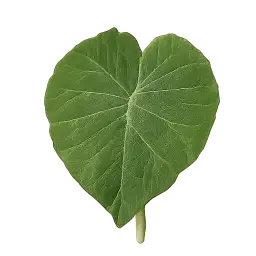 Taro Leaf