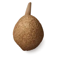 Taro Stolon