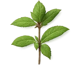Thai Basil