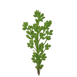 Thyme