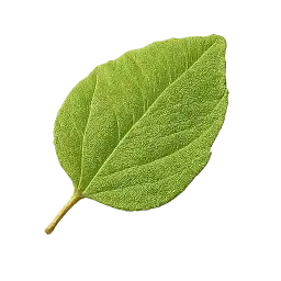 Tulsi Leaf