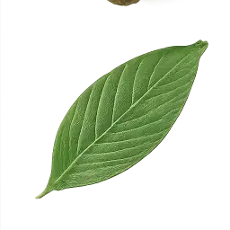 Turmeric Leaf