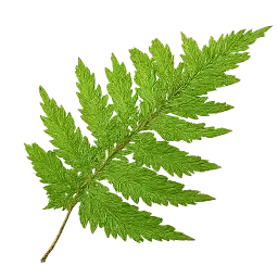Wild Fern
