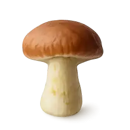 Wild Mushroom